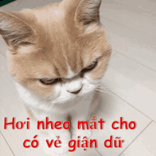 a cat with a serious look on its face and the words hoi nheo mat cho