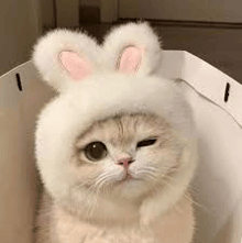 a cat is wearing a white bunny hat and sitting in a box .