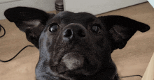 a close up of a black dog 's nose and ears