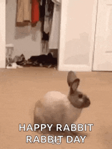 a rabbit is standing on the floor in front of a closet .