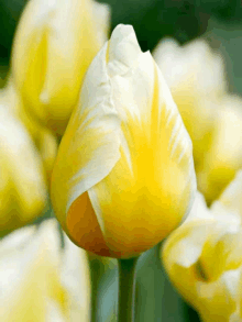 a close up of a yellow and white flower with a green background