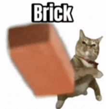 a cat is holding a large brick with the word brick above it .