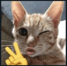 a cat is giving a peace sign with its paw