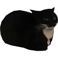 a black and white cat is sitting on a white background .