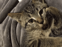 a cat laying on a grey blanket licking its paw