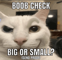 a white cat with a caption that says " boob check big or small send proof "