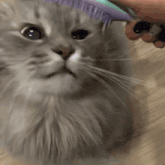 a person is brushing a cat 's face with a comb