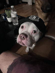 a white dog wearing a black hat that says ' nb ' on it