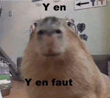 a close up of a capybara with the words y en faut above it