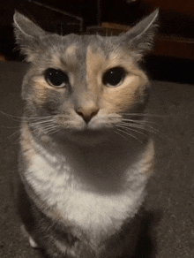 a calico cat is looking at the camera with a serious look on her face