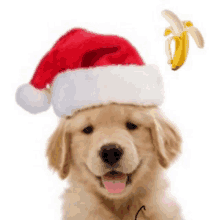 a puppy wearing a santa hat with a banana on it