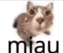 a cat is sitting on a white surface with the word miau written on it .