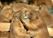 a couple of prairie dogs kissing each other on the nose .