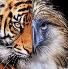 a close up of a tiger and a bird 's faces