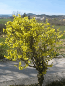 a tree with lots of yellow flowers on it in a field