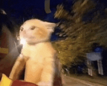 a cat is sitting on a person 's lap on a sidewalk at night .