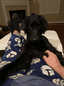 a black dog is laying on a person 's lap wearing a pair of socks with red soles