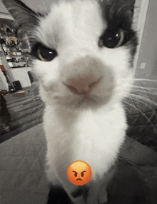 a black and white cat with an orange angry face behind it