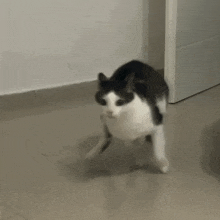 a black and white cat is walking on the floor next to a door .