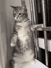 a cat is standing on its hind legs next to a window .
