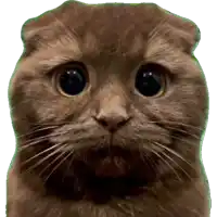 a close up of a cat 's face with a green border