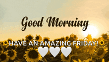 a picture of a field of sunflowers with the words good morning have an amazing friday