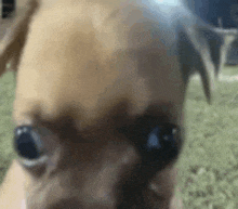 a close up of a dog 's face with a blurry background .