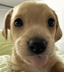 a close up of a puppy with its tongue sticking out