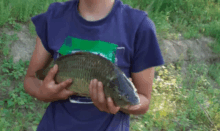 a person in a blue shirt holding a fish in their hands