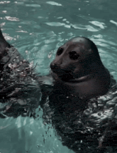 a seal is swimming in a pool of water