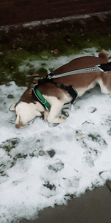 a brown and white dog with a green collar laying in the snow