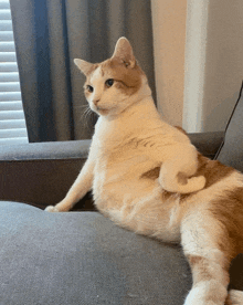 a brown and white cat sits on a couch