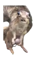 a close up of a stuffed animal holding a small object