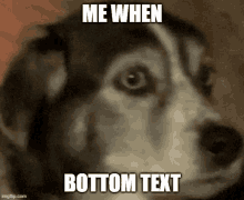 a close up of a dog with the words `` me when bottom text '' on it .