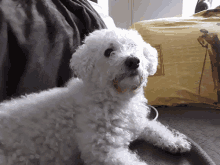 a small white dog is laying on a couch with a yellow pillow in the background