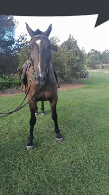 a horse wearing a bridle and a saddle stands in a grassy field