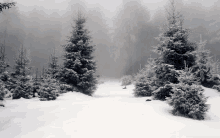 a snowy forest with trees covered with snow