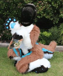 a brown and white furry animal with blue paws is laying on the grass