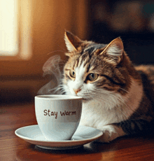 a cat laying next to a cup of coffee that says stay warm