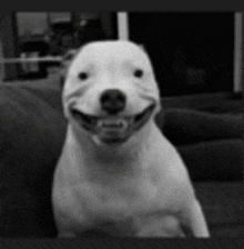 a white dog is smiling in a black and white photo .