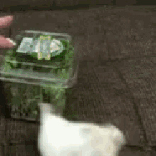 a person is holding a plastic container of lettuce next to a small white object .