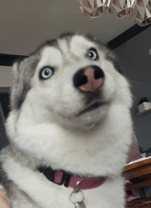 a husky dog wearing a pink collar is looking at the camera