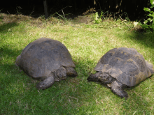 two turtles are laying in the grass and one of them has the word turtle on its back