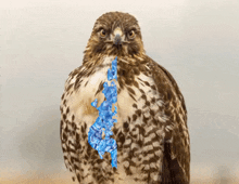 a close up of a bird with a blue map on its feathers