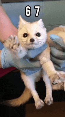 a person is holding a white cat with the number 67 on it