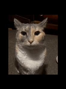 a gray and white cat sitting on a carpet looking at the camera