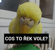 a yellow parrot with the words cos to rek vole on the bottom right