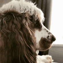 a brown and white dog looking out of a window