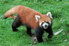 a red panda is holding a knife in its paws while standing in the grass .