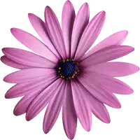 a close up of a purple flower with a blue center on a white background